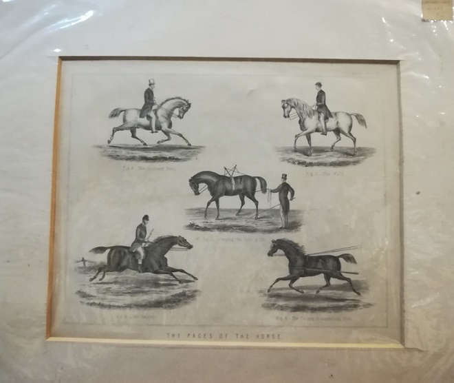 ANTIC PRINT "THE PACES OF THE HORSE" Stampe Inglesi 